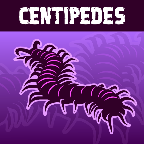 Centipedes 🕷️