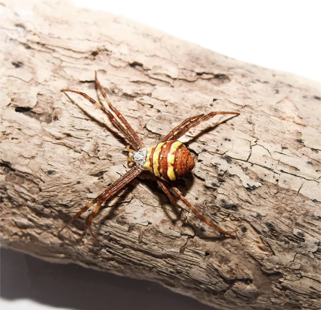 St Andrews Cross (Argiope keyserlingi)