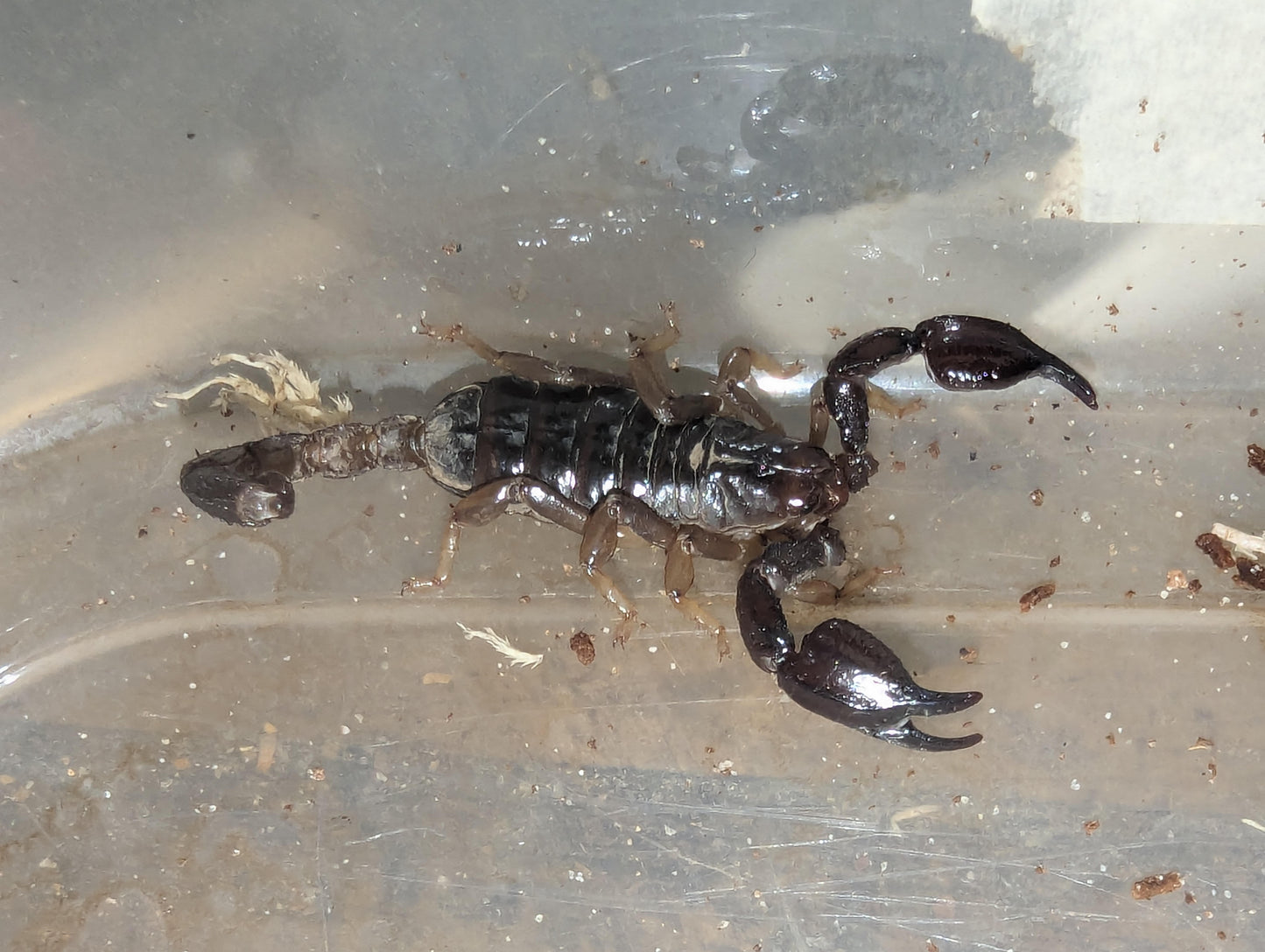 Black Rock Scorpions (Urodacus manicatus) Central Victoria locale