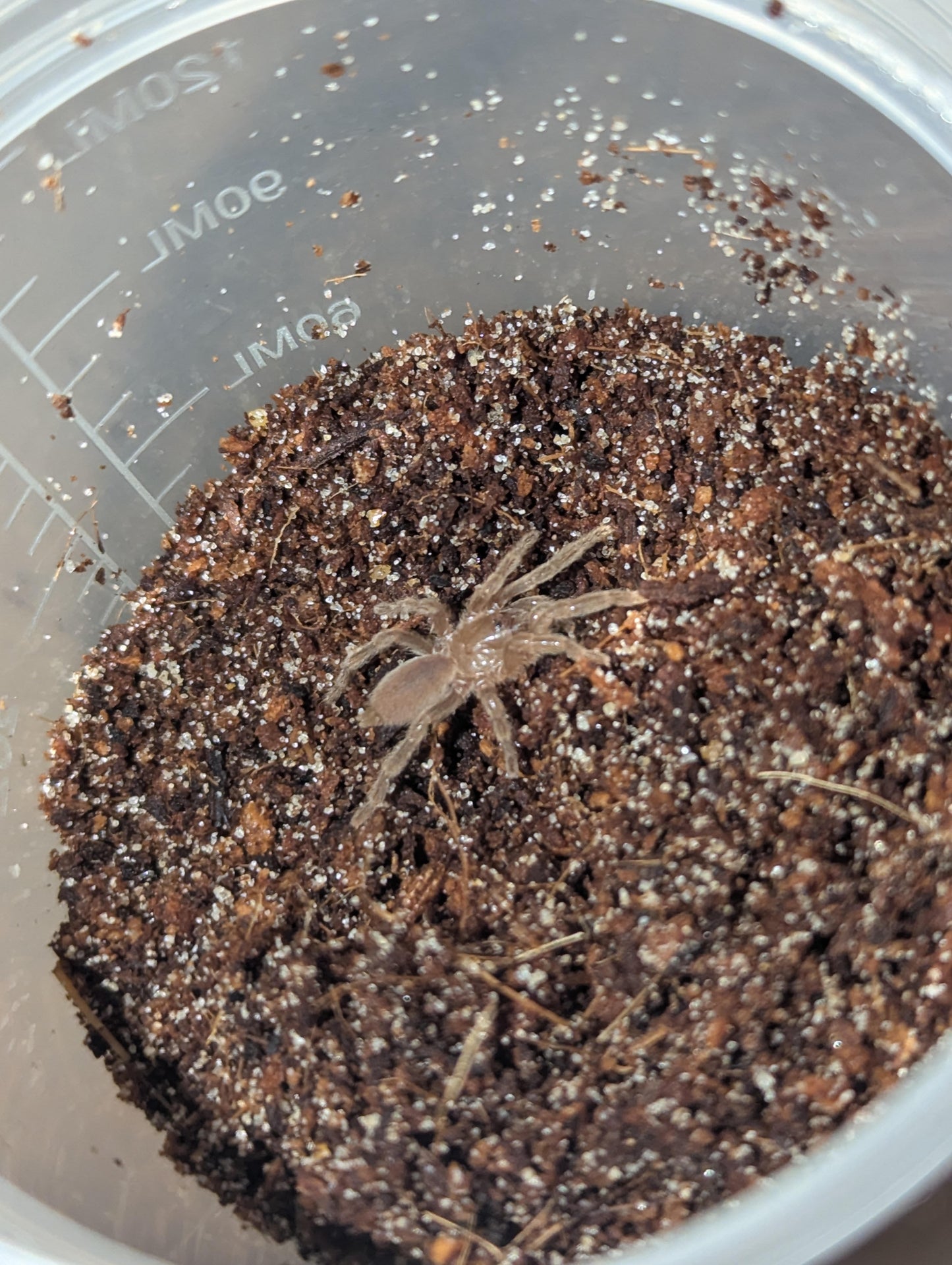 Selenotypus sp. “Champagne Robustus”