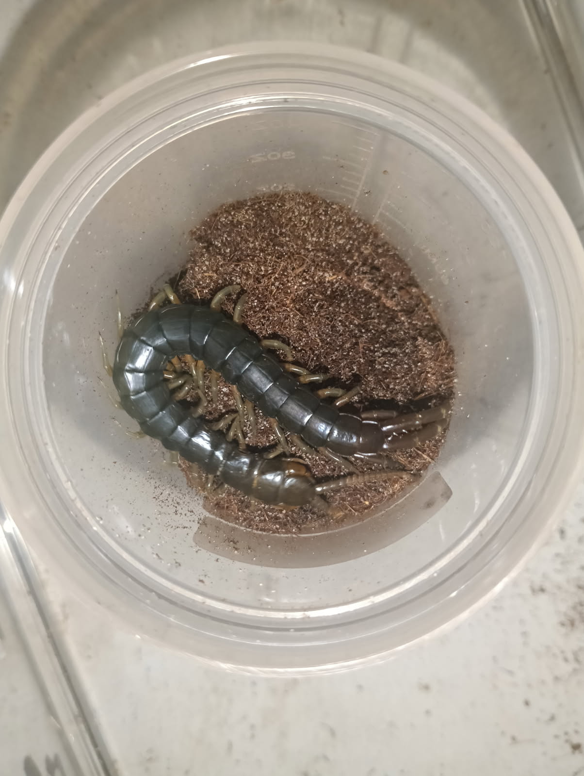Australasia Giant Centipede (Ethmostimgus rubripes) Cairns Green Form