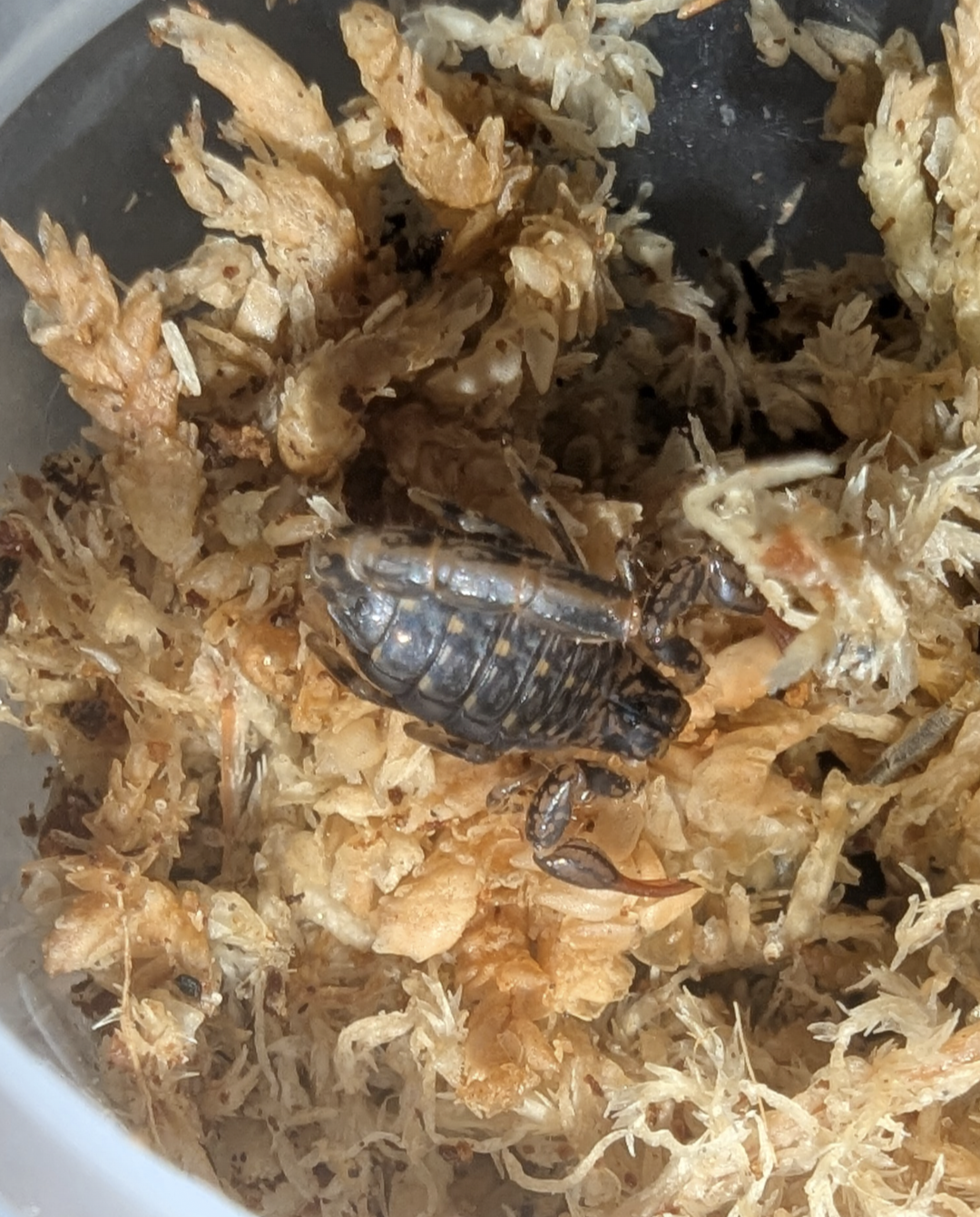 Wood Scorpions (Cercophonius squama)