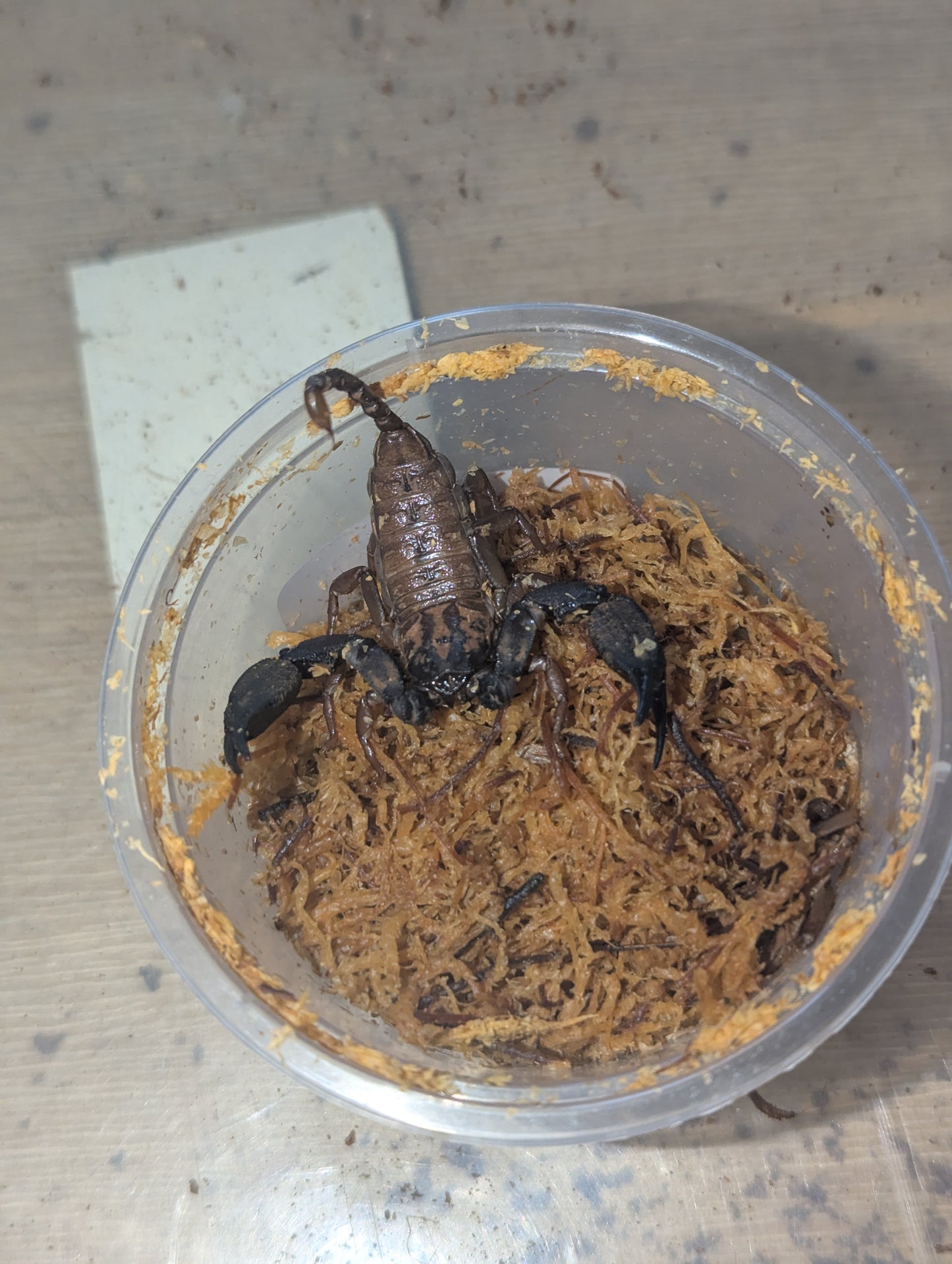 Rainforest Scorpion (Hormurus sp.)