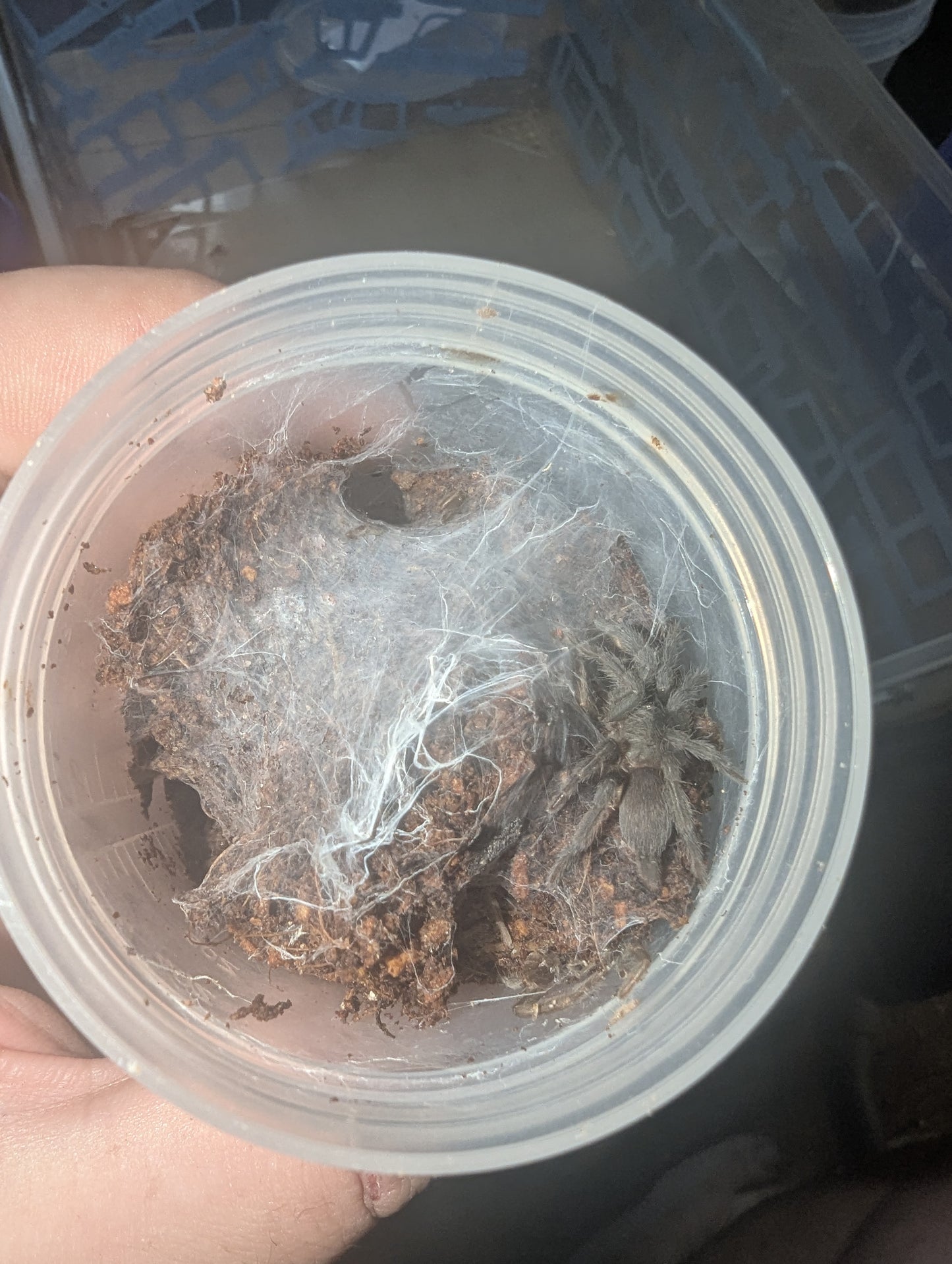 Semi-social pygmy rainforest tarantula (Coremiocnemis sp.)