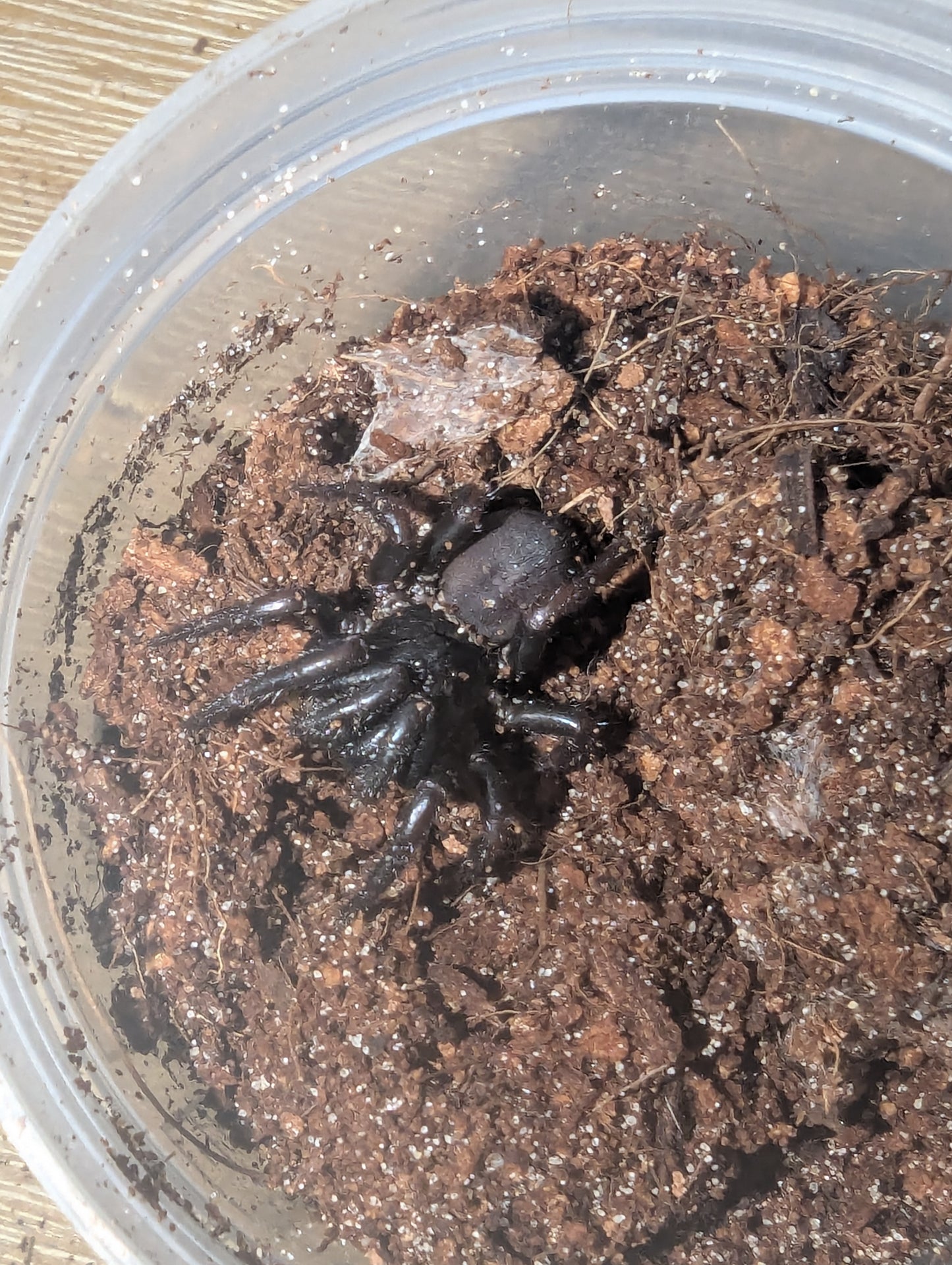 Spiny Trapdoor Spider (Cataxia sp.) "Cairns"