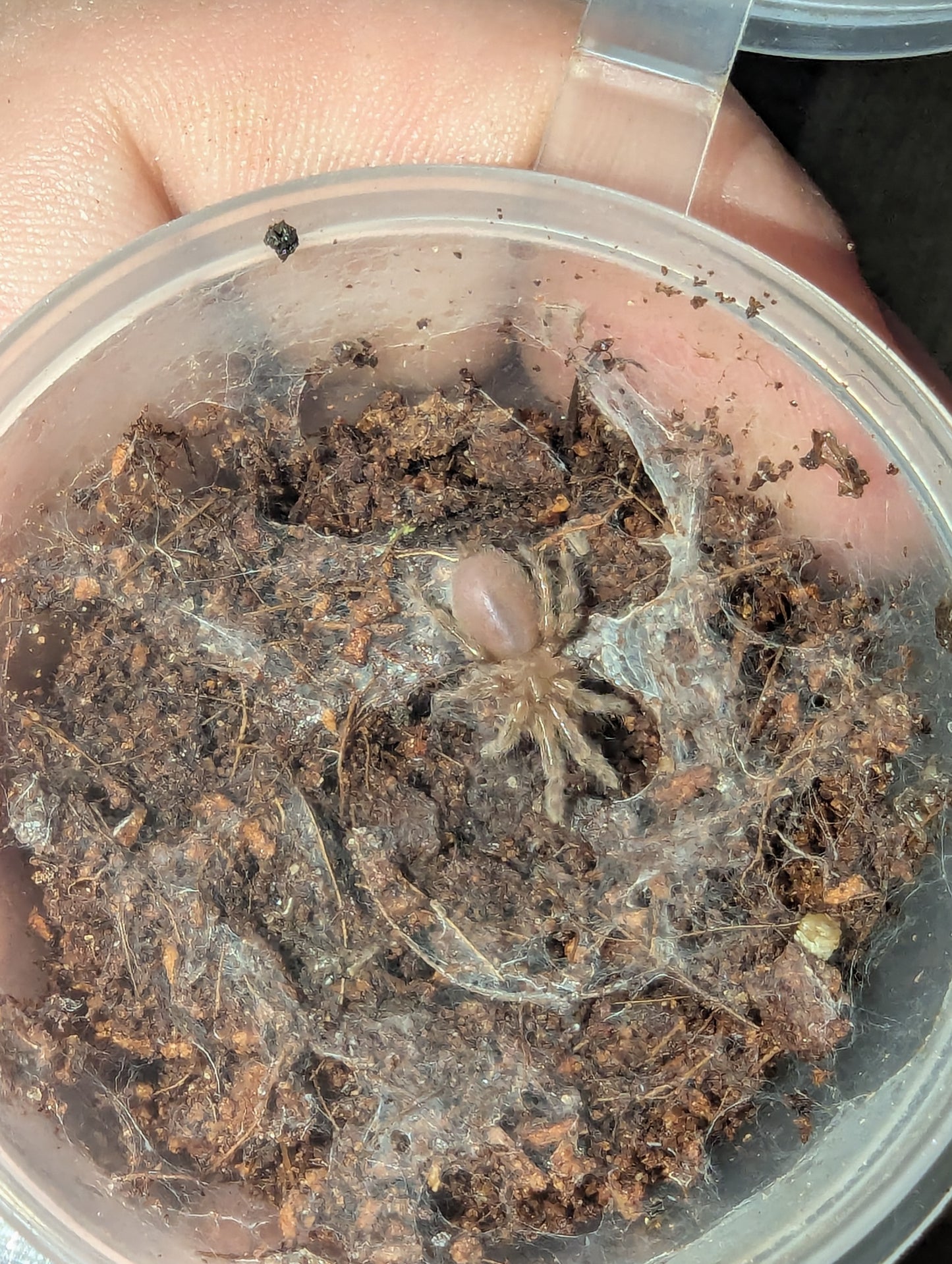 Feather-legged tarantula (Selenotypus sp. champagne robustus)
