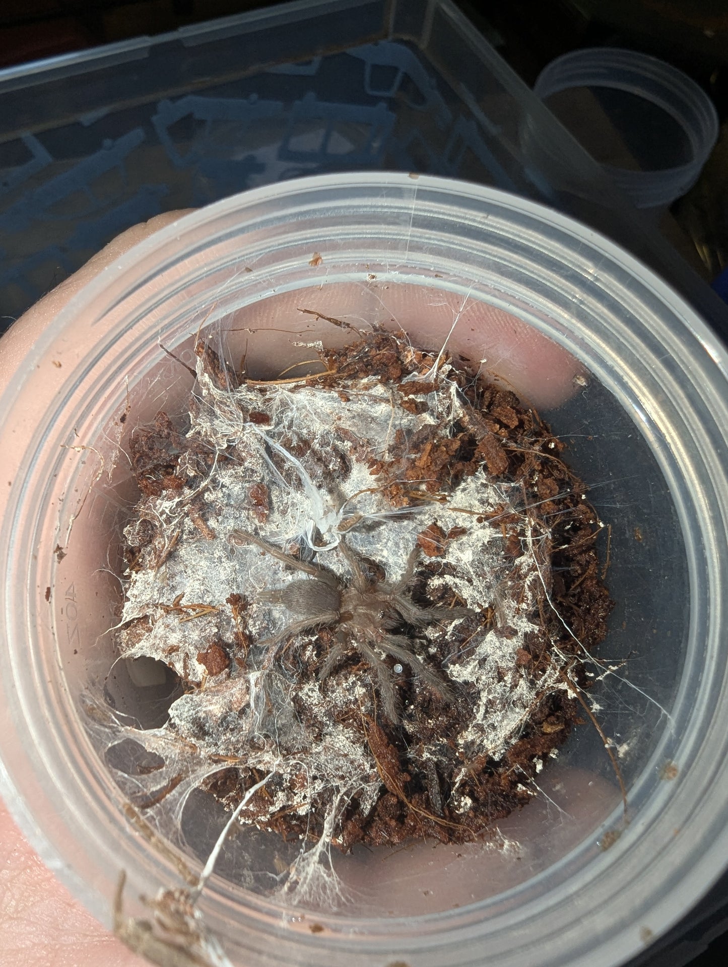 Brush Tarantula (Coremiocnemis tropix)