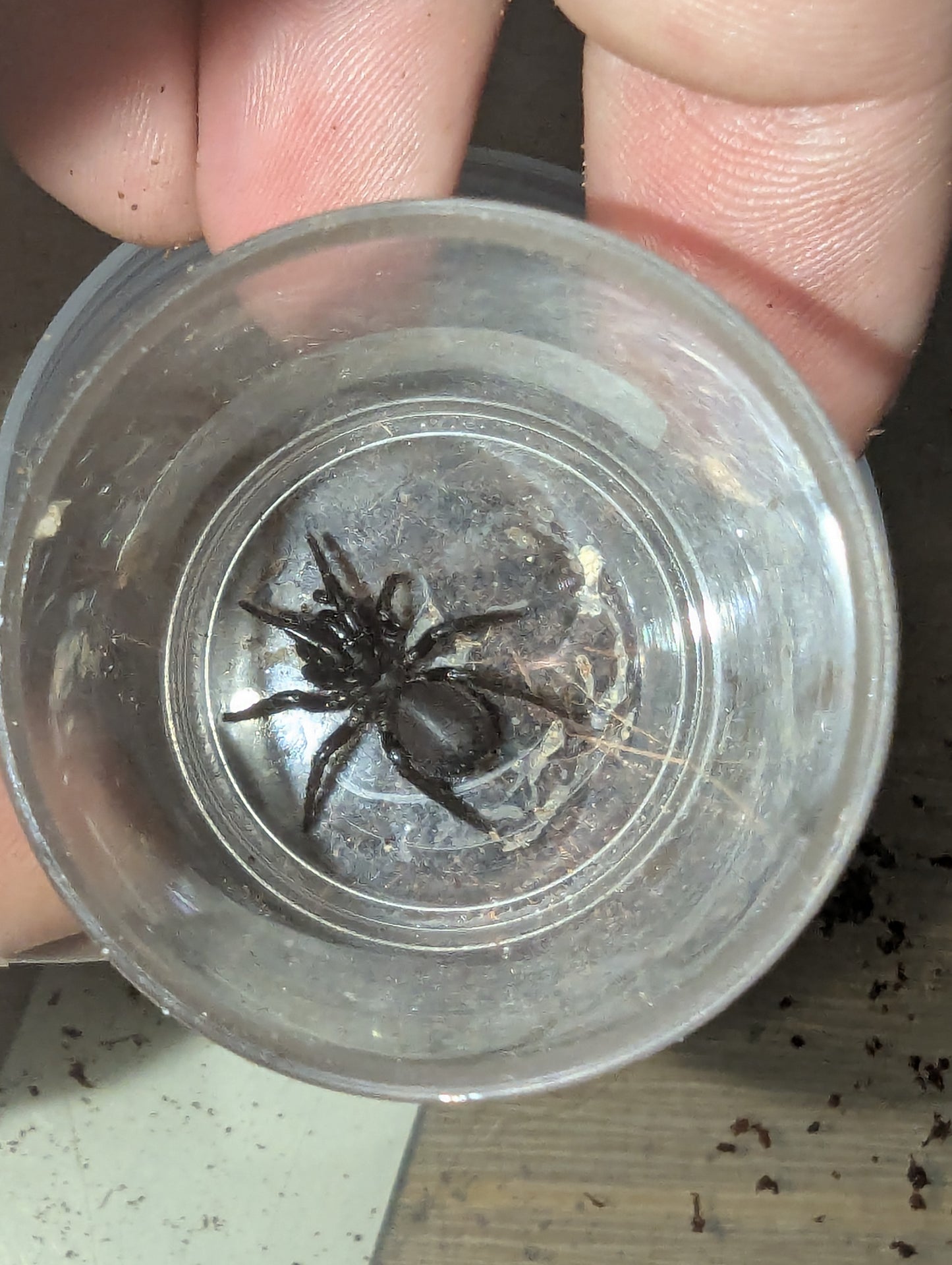 Port Macquarie funnel-web (Hadronyche macquariensis)
