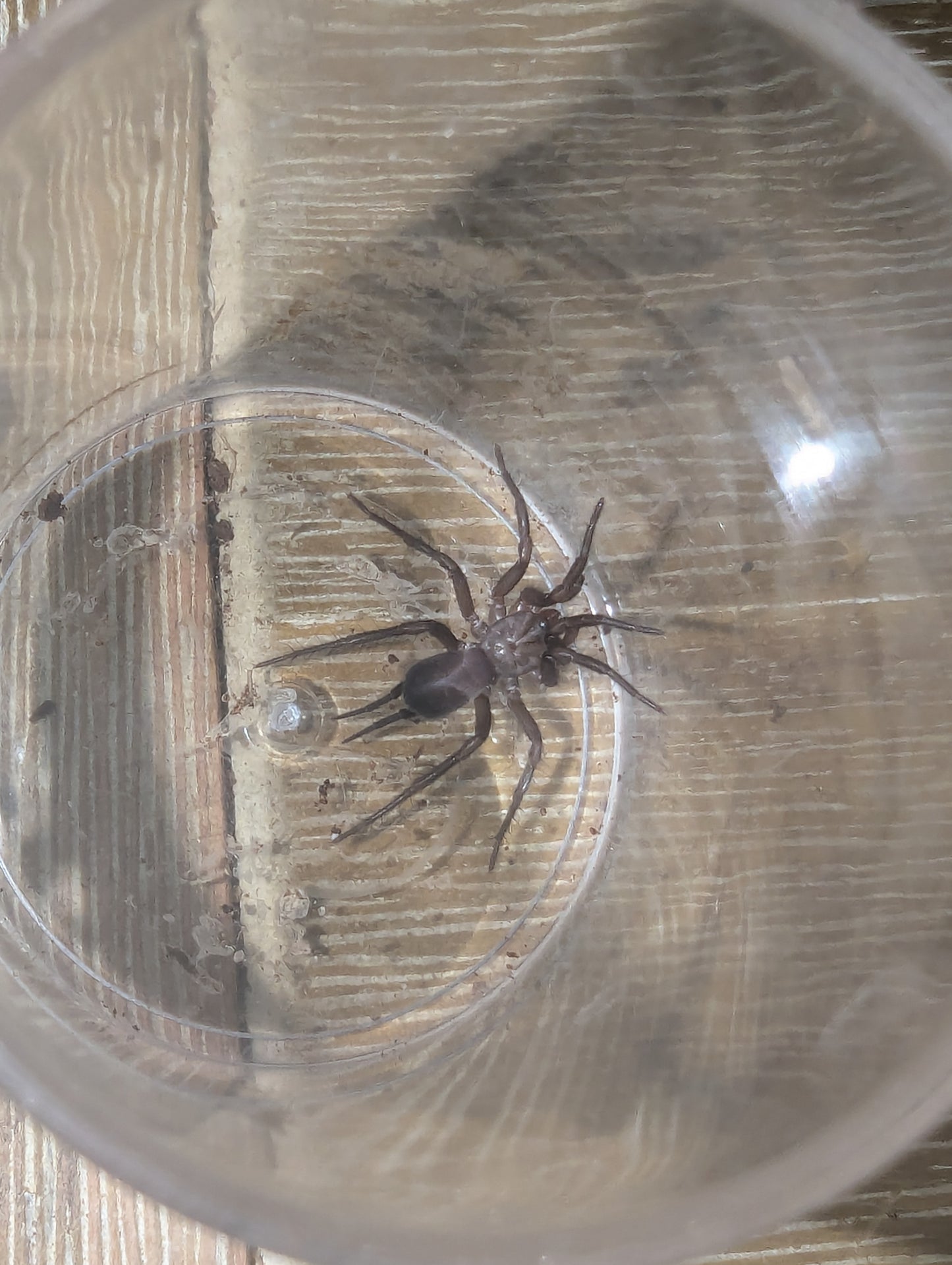 Giant curtain-web spider (Australothele nambucca)