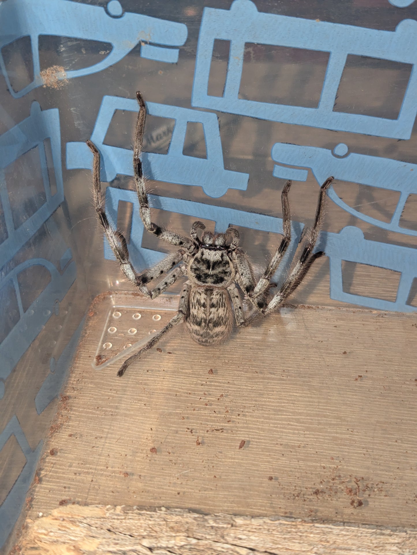 Flinders Huntsman (Holconia Flindersi)