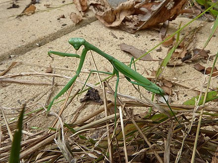 Other Invertebrates, Bugs & Insects – CreepyCrawlys.com 🕷️