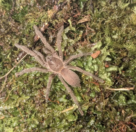 Blue-Legged Tarantula (Phlogius PQ113)