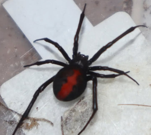 Redback Spider (Latrodectus hasselti)