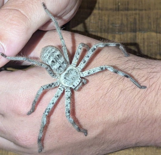 Banded Huntsman (Holconia immanis)