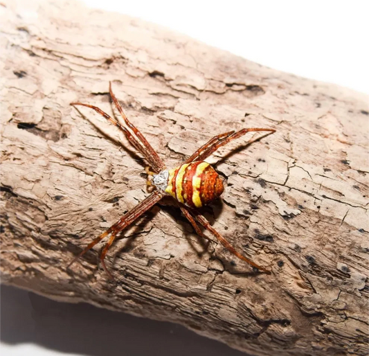 St Andrews Cross (Argiope keyserlingi)