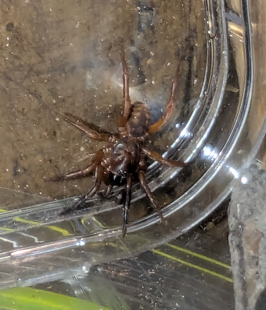 Strawberry Trapdoor Spider (Cataxia babindaensis)