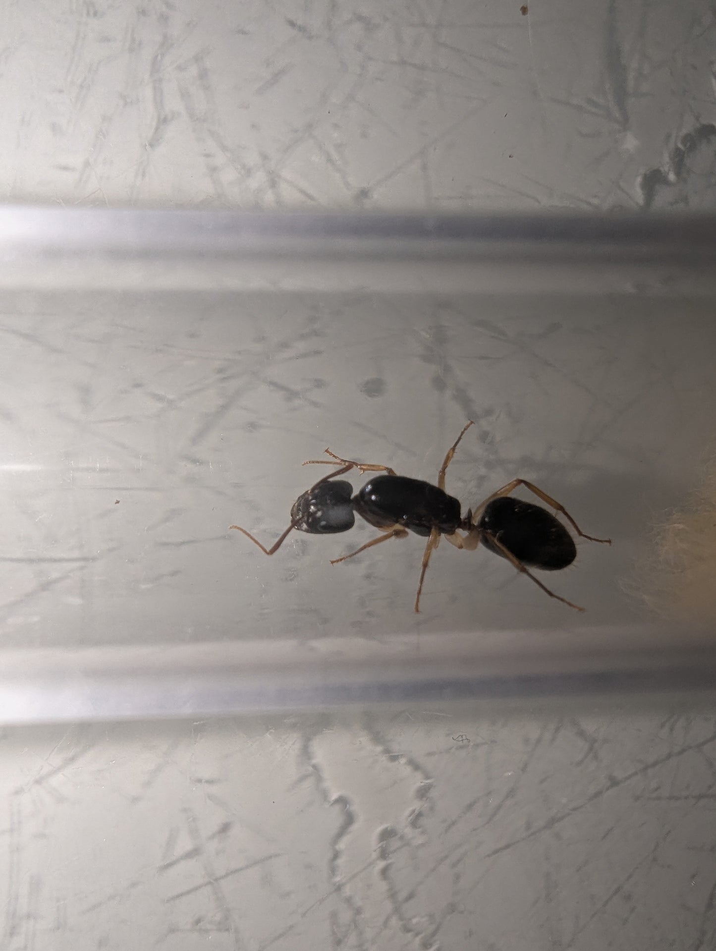 Camponotus cf lownei (Queens with eggs)