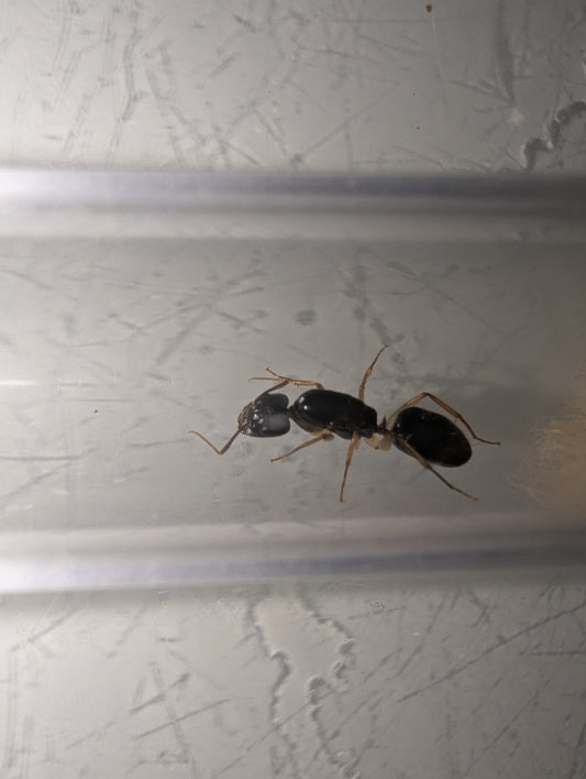 Camponotus cf lownei (Queens with eggs)