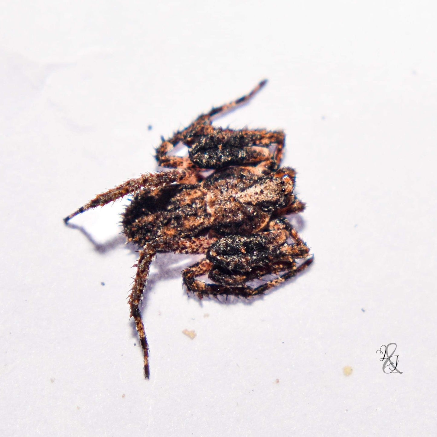 Cryptic Crab Spider (Stephanopis sp.)