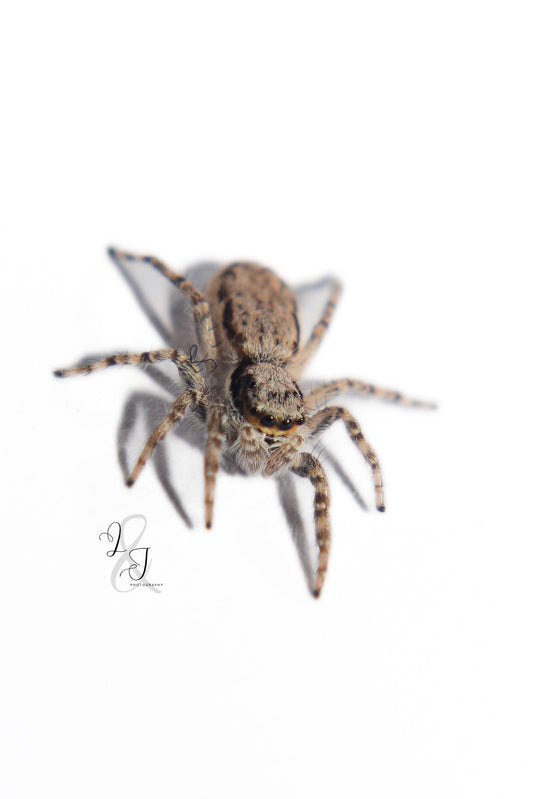 Gray Wall Jumper (Menemerus bivittatus)