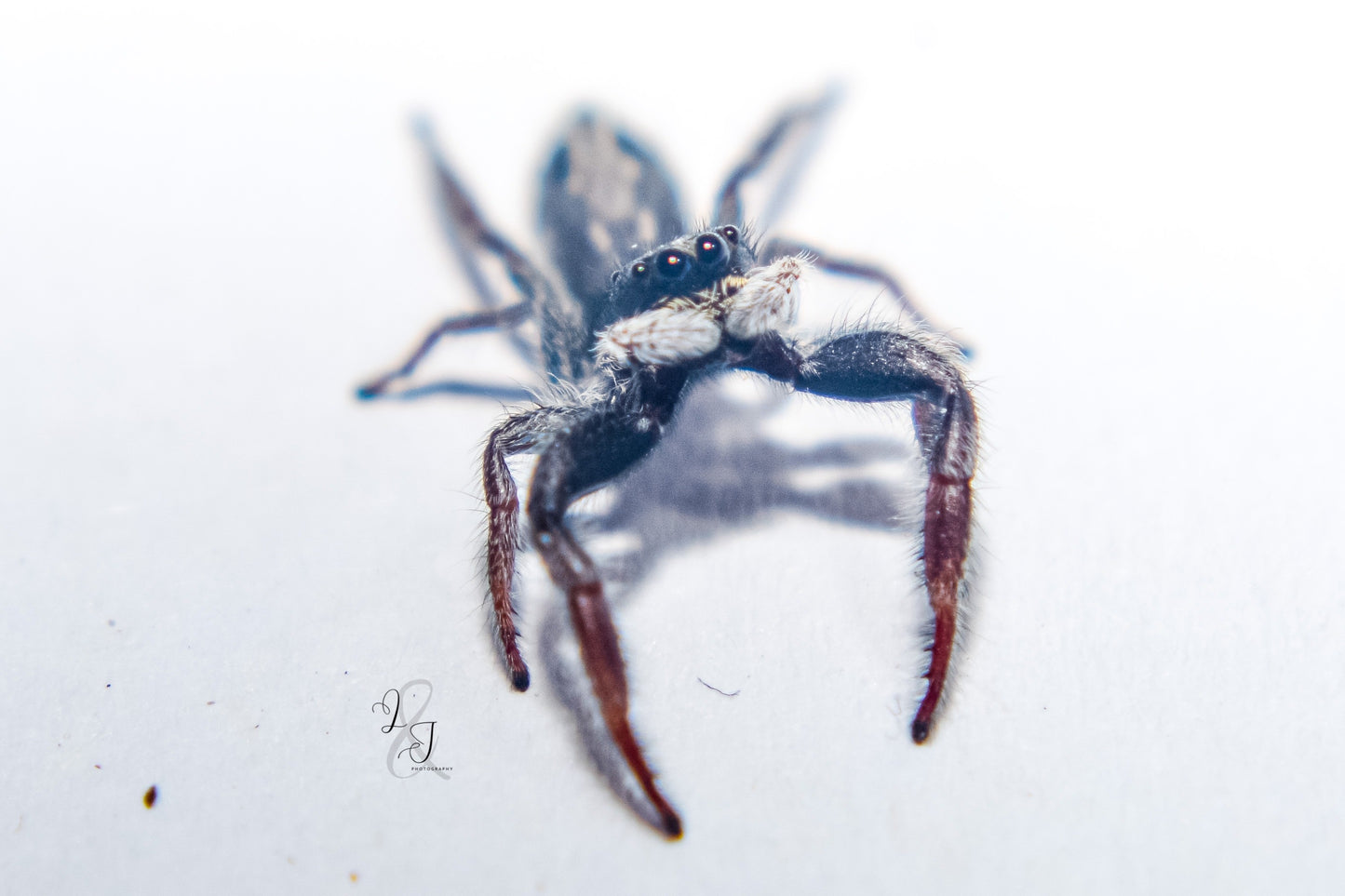 Racing-stripe crevice jumping spider (Ocrisiona leucocomis)
