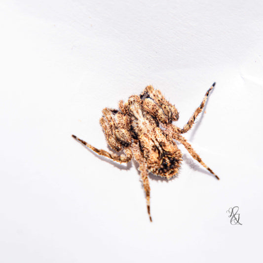 Cryptic Crab Spider (Stephanopis sp.)