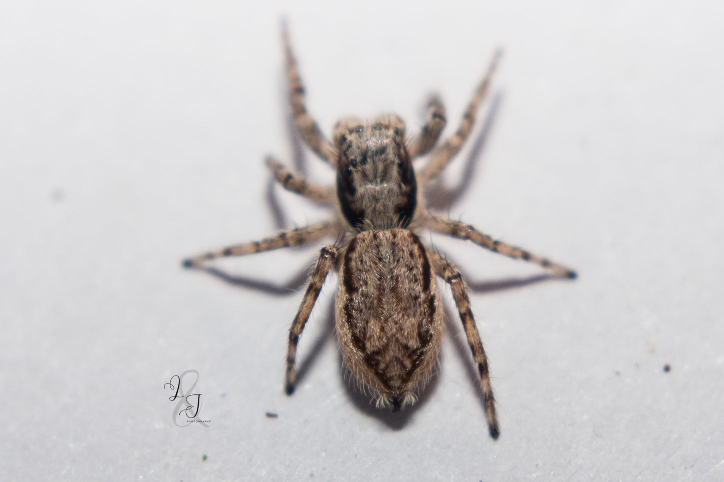 Gray Wall Jumper (Menemerus bivittatus)