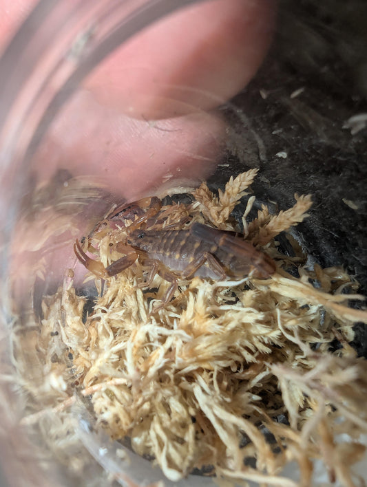 An arrowbreasted scorpion (Reddyanus melanodactylus)