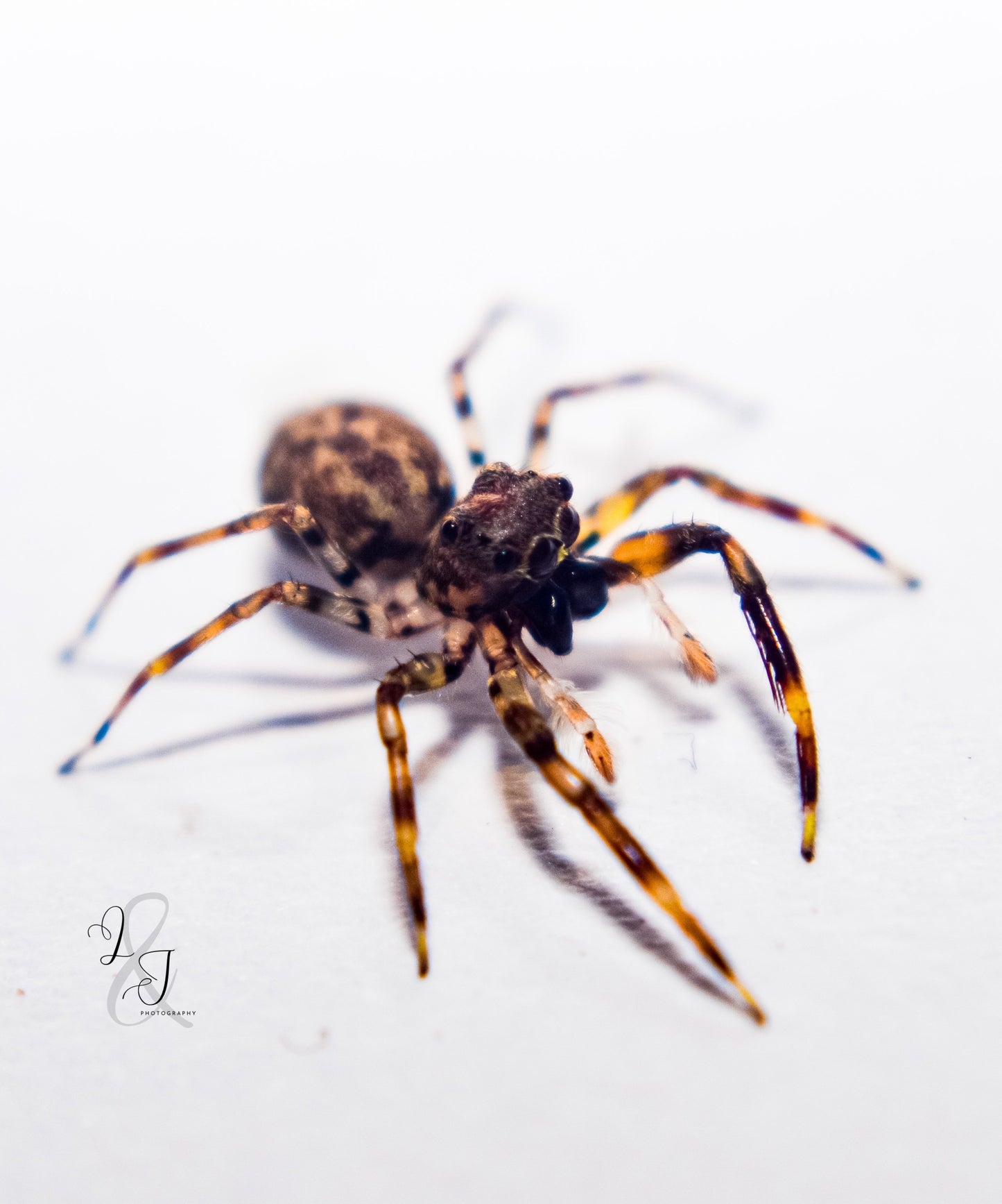 Rockshelf Jumping Spider (Jacksonoides sp)