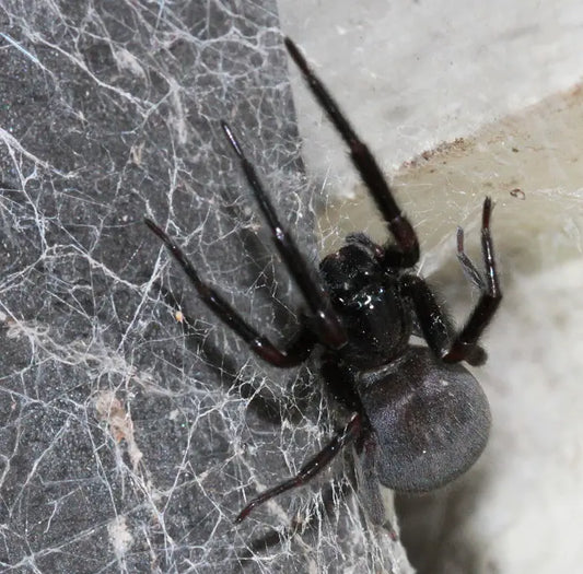 The Black House Spider (Badumna insignis)