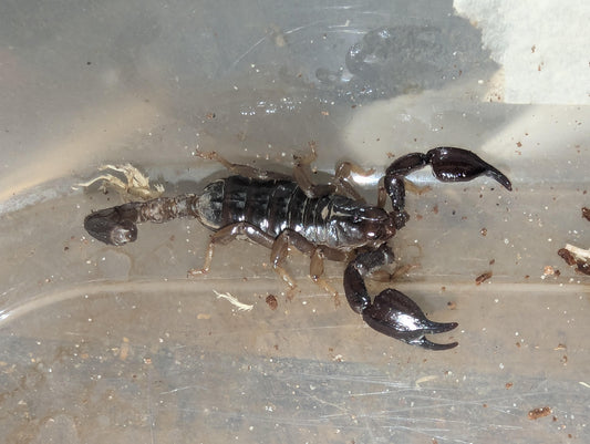 Black Rock Scorpions (Urodacus manicatus) Central Victoria locale