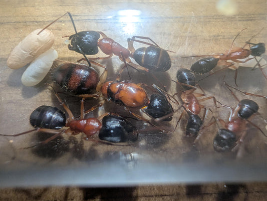 Camponotus nigriceps (Queen with eggs and workers)