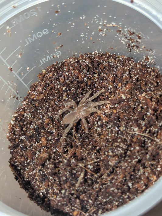 Selenotypus sp. “Champagne Robustus”