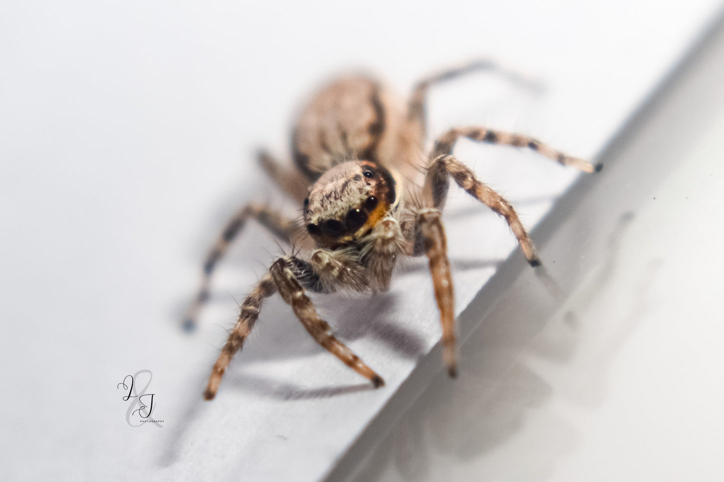 Gray Wall Jumper (Menemerus bivittatus)