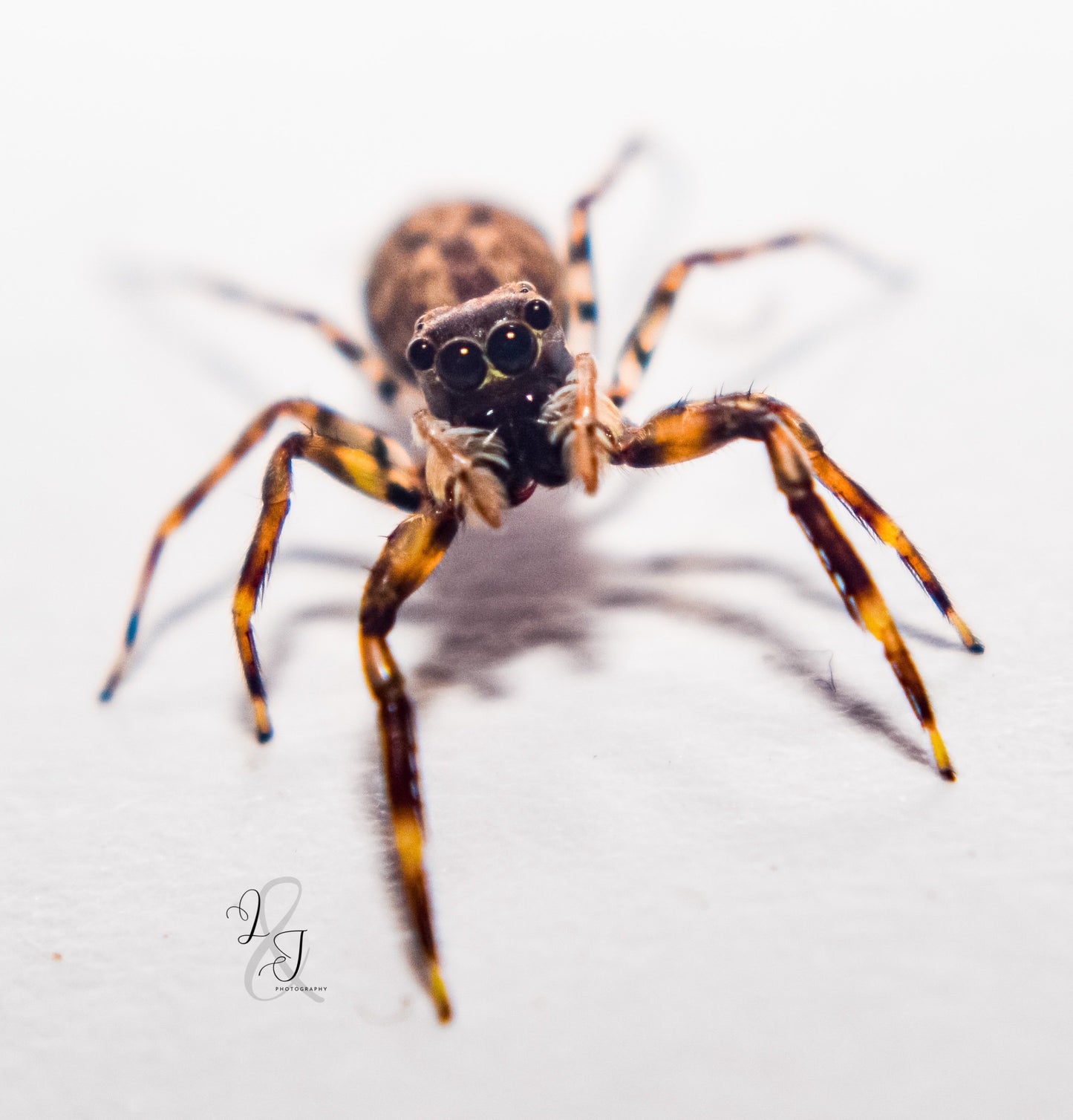 Rockshelf Jumping Spider (Jacksonoides sp)