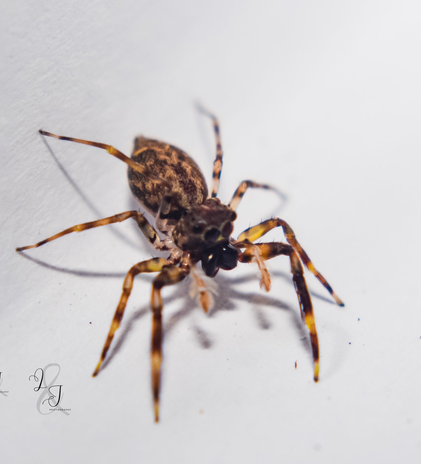 Rockshelf Jumping Spider (Jacksonoides sp)