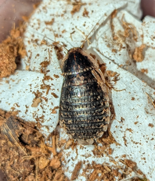 Speckled ground Roaches (Calolampra sp.)