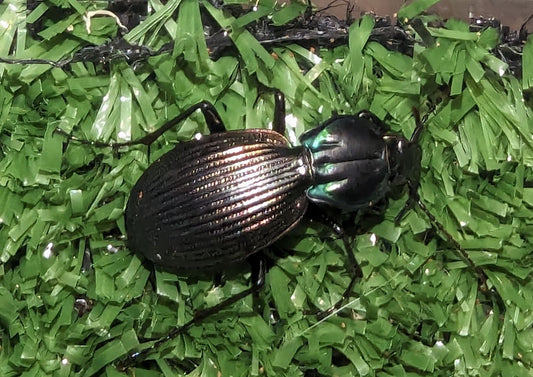 Predatory Carabid Beetles (Pamborus sp.)
