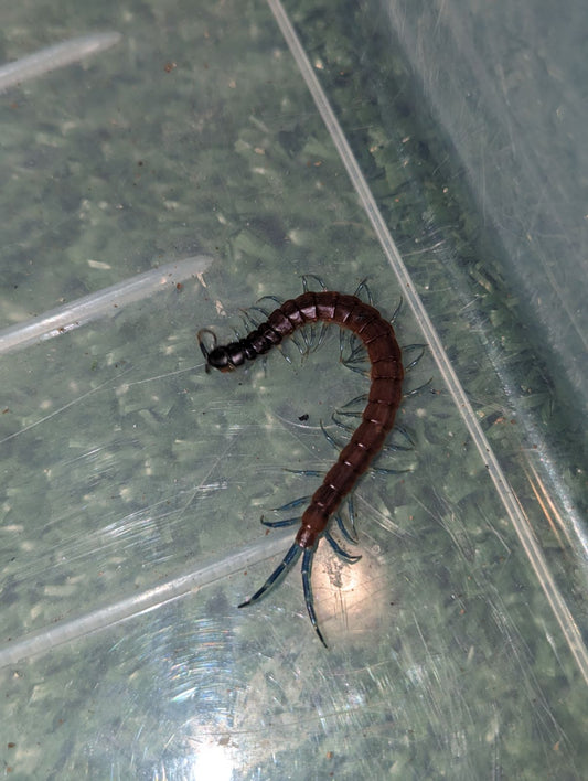 Blue-legged Centipedes (Rhysida nuda)