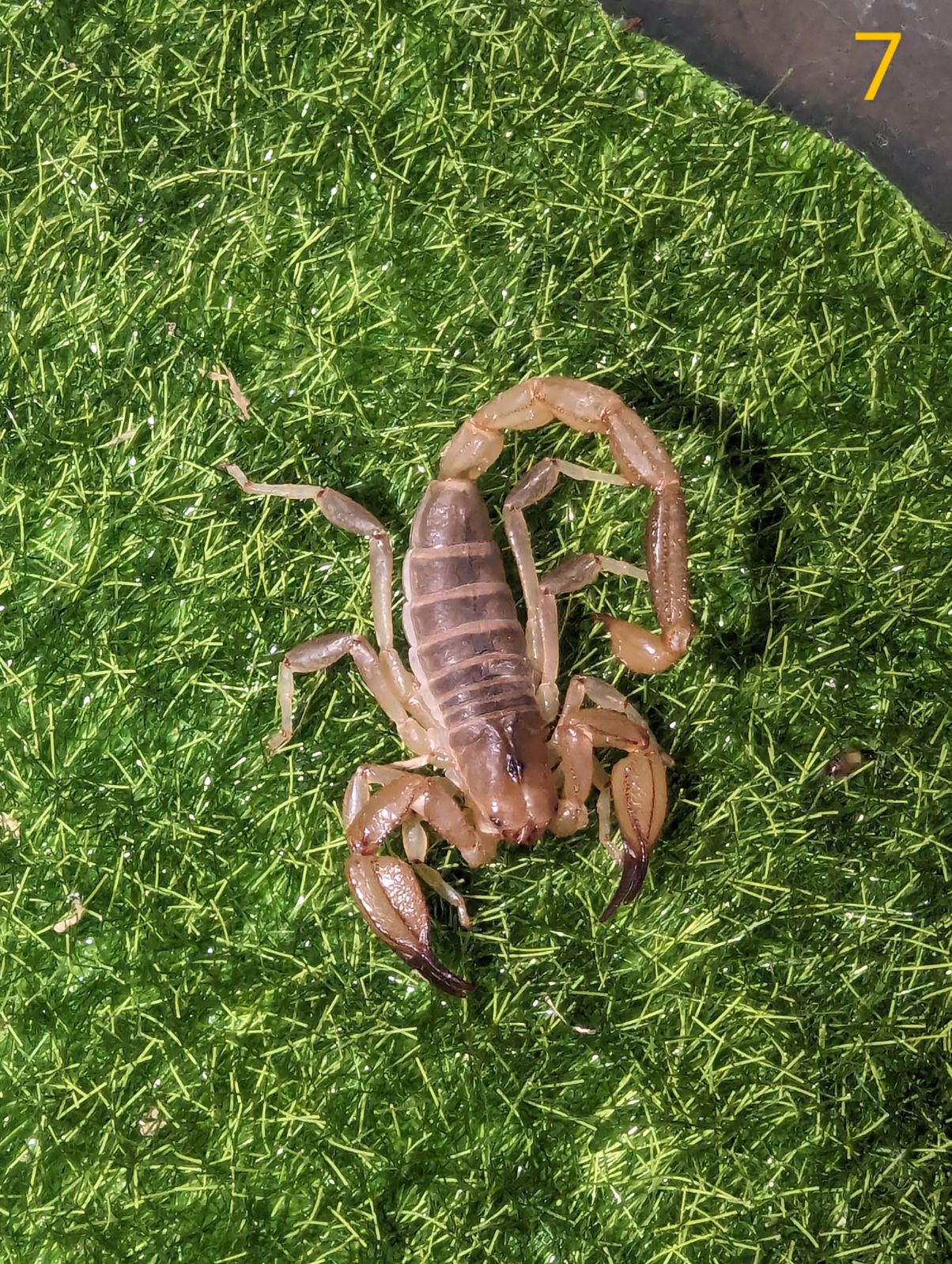 Sand scorpion (Urodacus sp.)