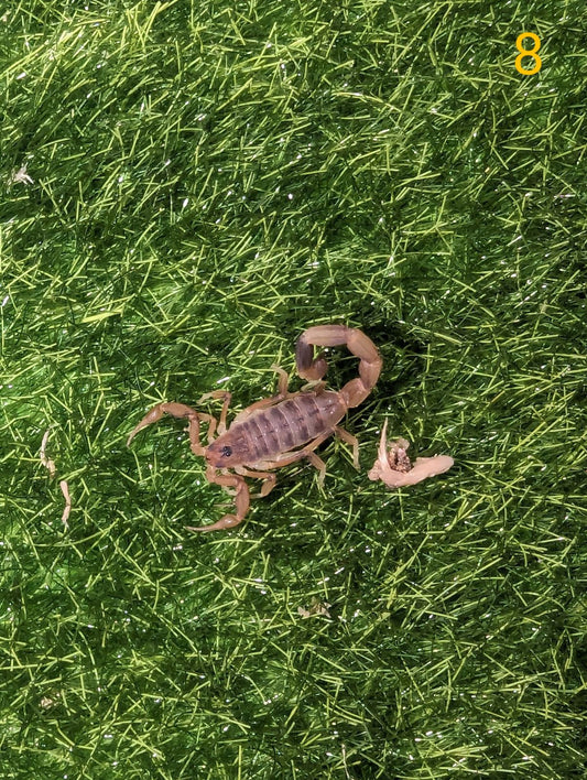 Ochre Scorpion (Lychas jonesae) SA locale