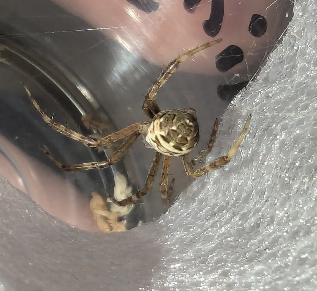 Banded Cross Spider (Argiope trifasciata)