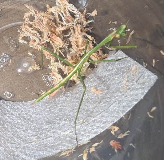 Stick Mantis (Archimantis latistyla) nymphs