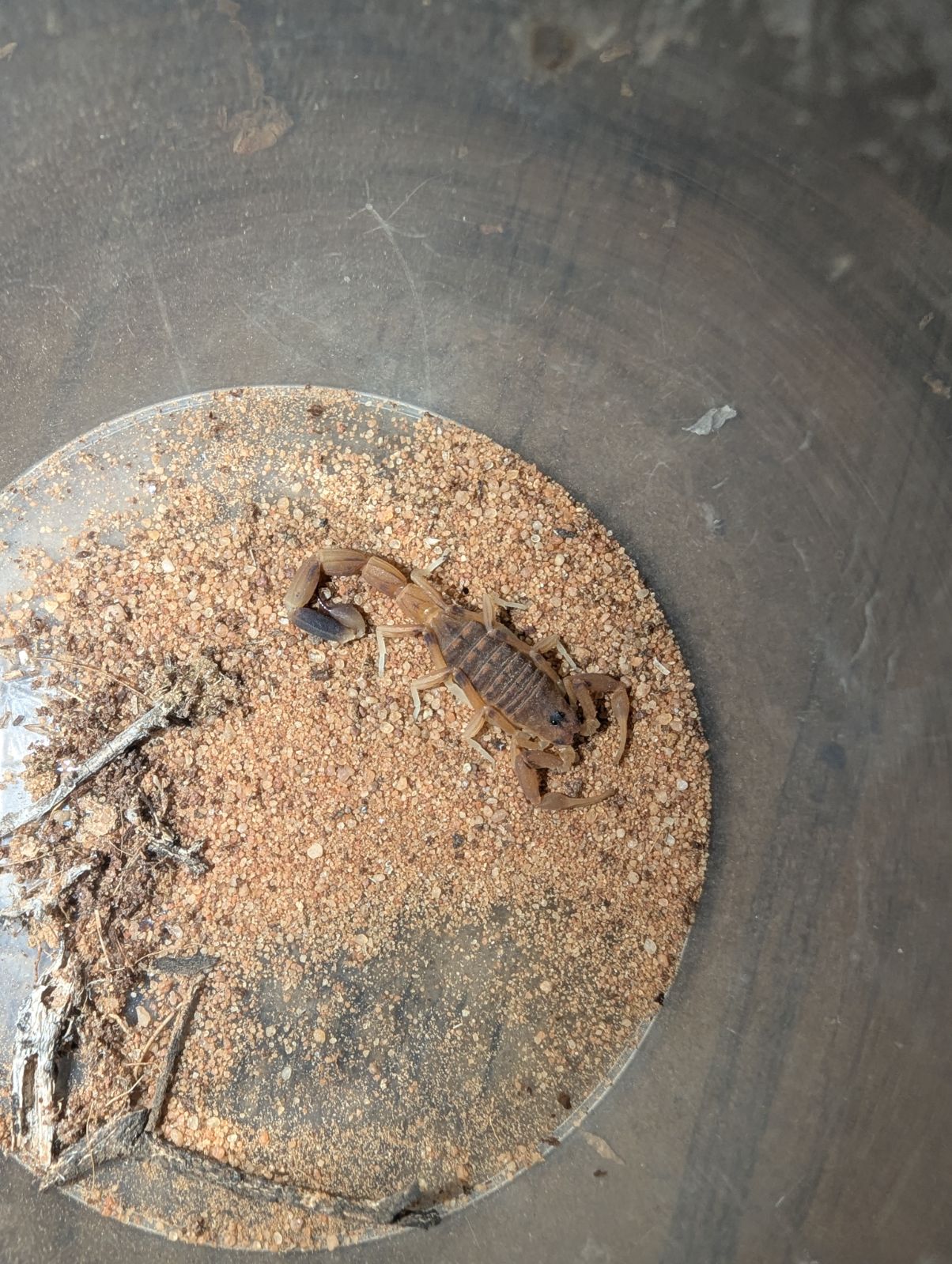 Yellow Sand Scorpion (Lychas ‘buchari’)