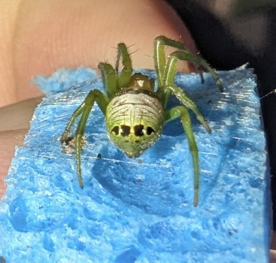 Alien Butt Spider (Bijoaraneus praesignis)