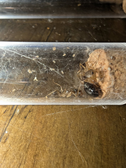 Camponotus cf lownei (queen with brood)