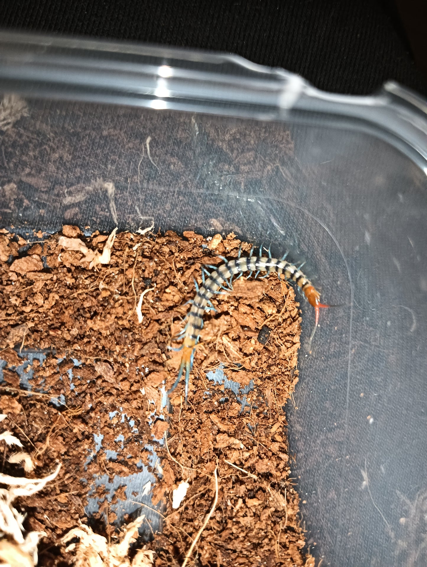 Giant mallee centipede (Scolopendra morsitans) SA mallee form adults