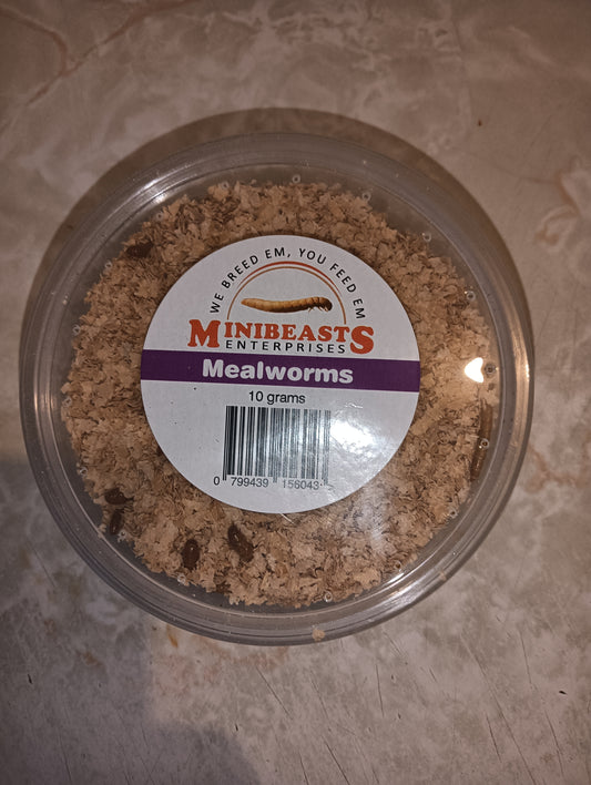 Minibeasts Mealworms 10g