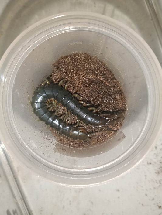 Australasia Giant Centipede (Ethmostimgus rubripes) Cairns Green Form