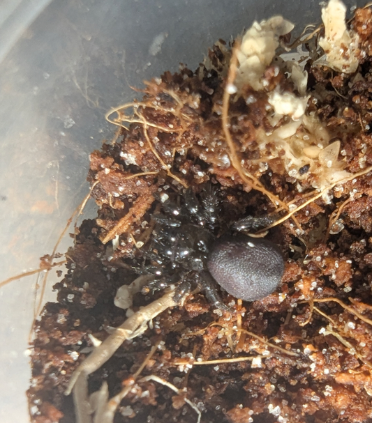 Mouse Spider (Missulena cf occatoria)